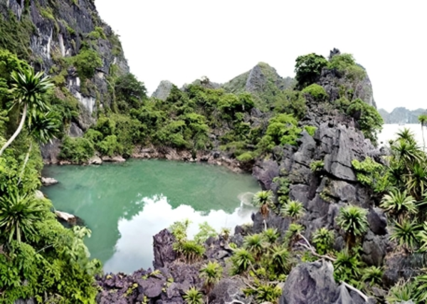 Rừng Nguyên Sinh Đảo Ba Bùn